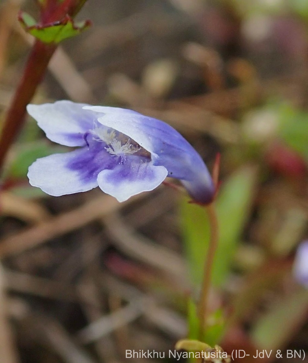 Lindernia hyssopioides (L.) Haines